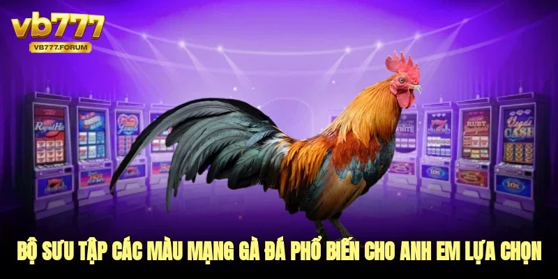 Bộ sưu tập các màu mạng gà đá phổ biến cho anh em lựa chọn