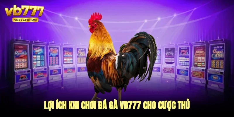 Lợi ích khi chơi đá gà vb777 cho cược thủ
